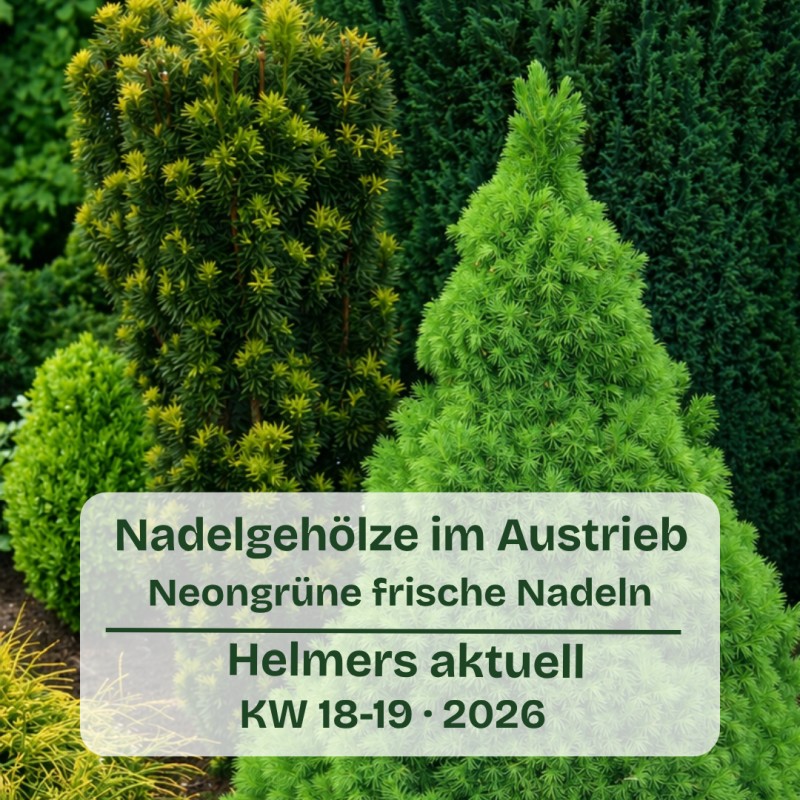 Aktuelle Pflanzen für die Kalenderwochen 18-19 / 2026