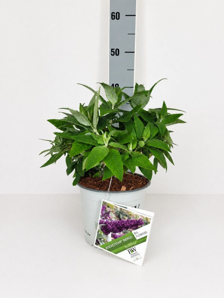 Buddleja davidii 'Rocketstar Indigo' -R- C 3, 300 Stück lieferbar, Beladung 3x21, Highlight: jetzt mit frischem Neuaustrieb!