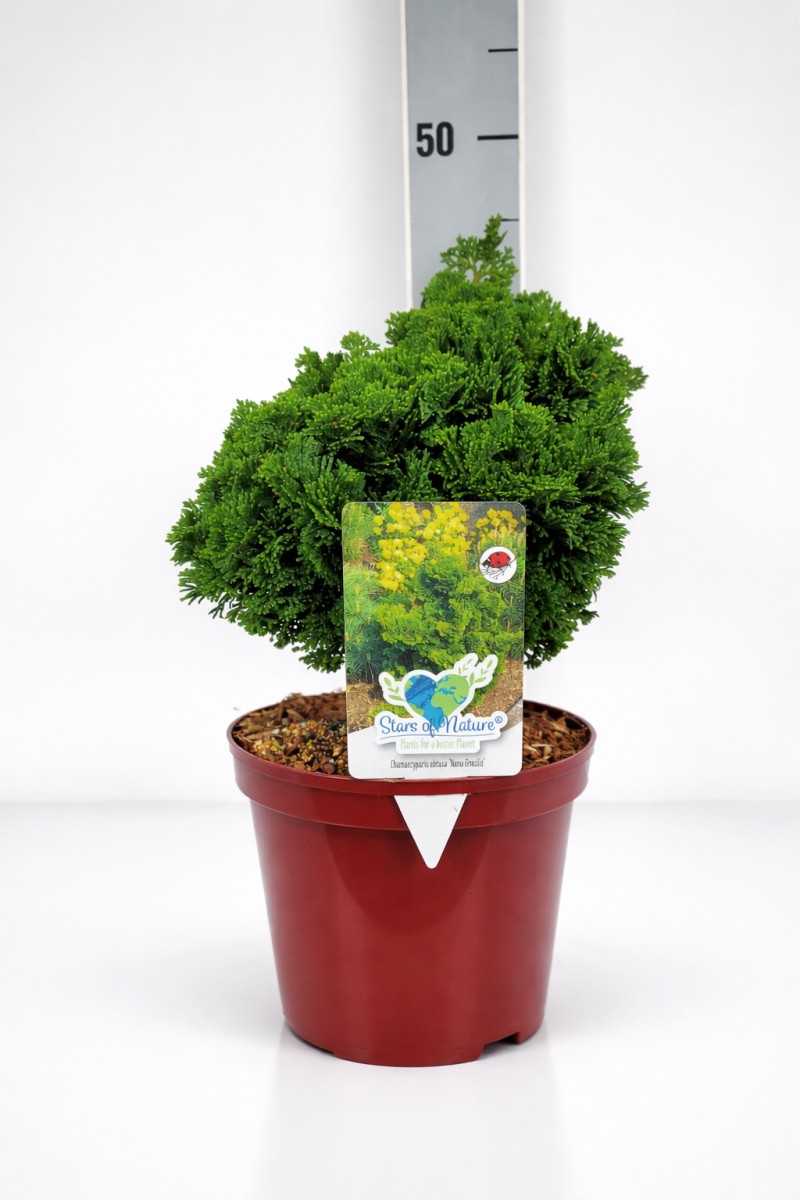 Chamaecyparis obtusa 'Nana Gracilis' C 3 (CC-Preis = 84 Stück) 20- 25, 1000 Stück lieferbar, Beladung 4x21, Highlight: Veredelte Muschenzypressen - in schöner Qualität lieferbar!
