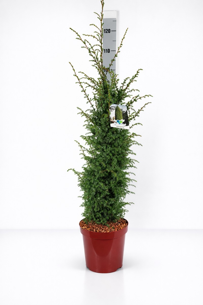 Juniperus com.'Excelsa' C 7,5 (CC-Preis = 34 Stück) 60- 80, 500 Stück lieferbar, Beladung 2x17, Highlight: Aufrechter Heidewacholder - die Sorte Excelsa ist eine sehr gesunde Auslese!