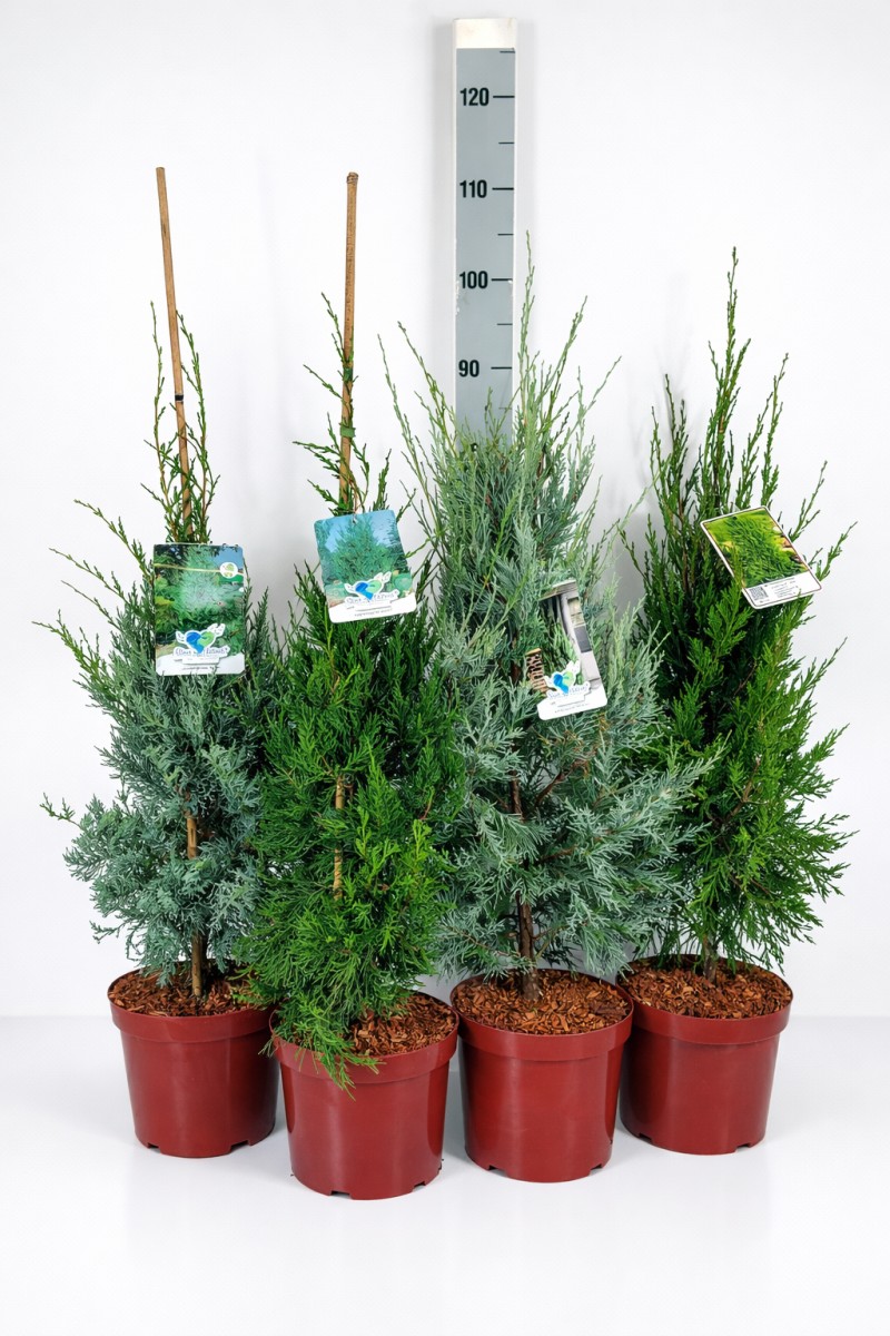 Juniperus i.S.Mix Gruppenfoto C 5 VG-Mix CC-Preis=34 Stück 50- 60, 300 Stück lieferbar, Beladung 2x17, Highlight: Aufrechte Wacholder-Veredelungen im Mix - grün, graublau und stahlblau