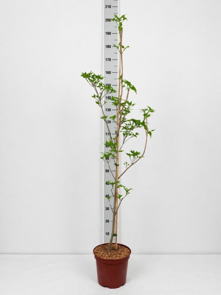 Cornus kousa chinensis C 10 eintriebig gestäbt 125-150, 50 Stück lieferbar, Beladung 1x10, Highlight: Blumenhartriegel am Stamm (eintriebig) - später Ende Mai mit Blüten