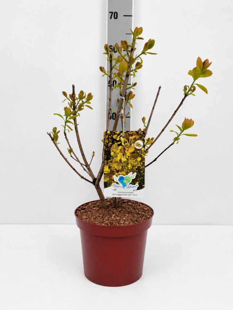 Cotinus coggygria 'Golden Spirit' -R- C 4 40- 60, 400 Stück lieferbar, Beladung 3x18, Highlight: Neuer gelboranger Austrieb, später leuchtend goldgelbes Laub!