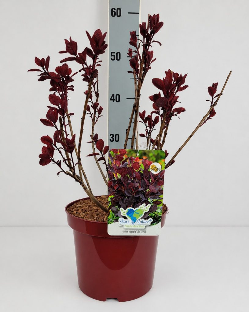 Cotinus coggygria 'Lilla' -S- C 4 40- 60, 250 Stück lieferbar, Beladung 3x18, Highlight: Neuer lilafarbener Austrieb, Hingucker!