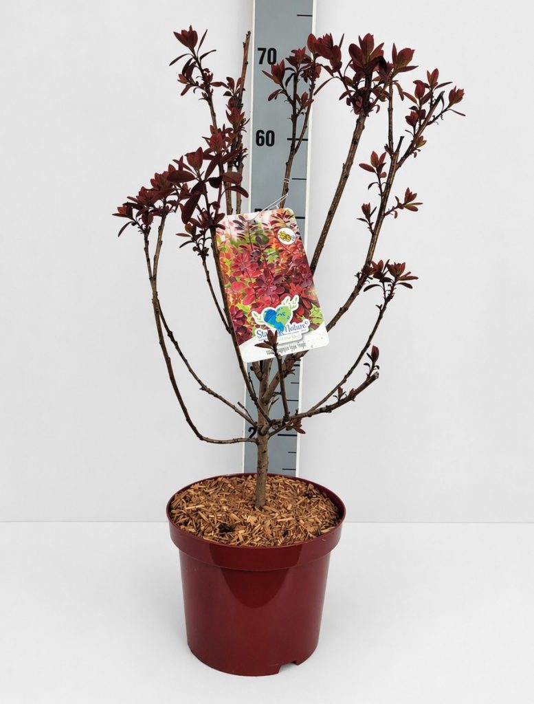 Cotinus coggygria 'Royal Purple' C 4 40- 60, 400 Stück lieferbar, Beladung 3x18, Highlight: Neuer, dunkelviolett-roter Austrieb!
