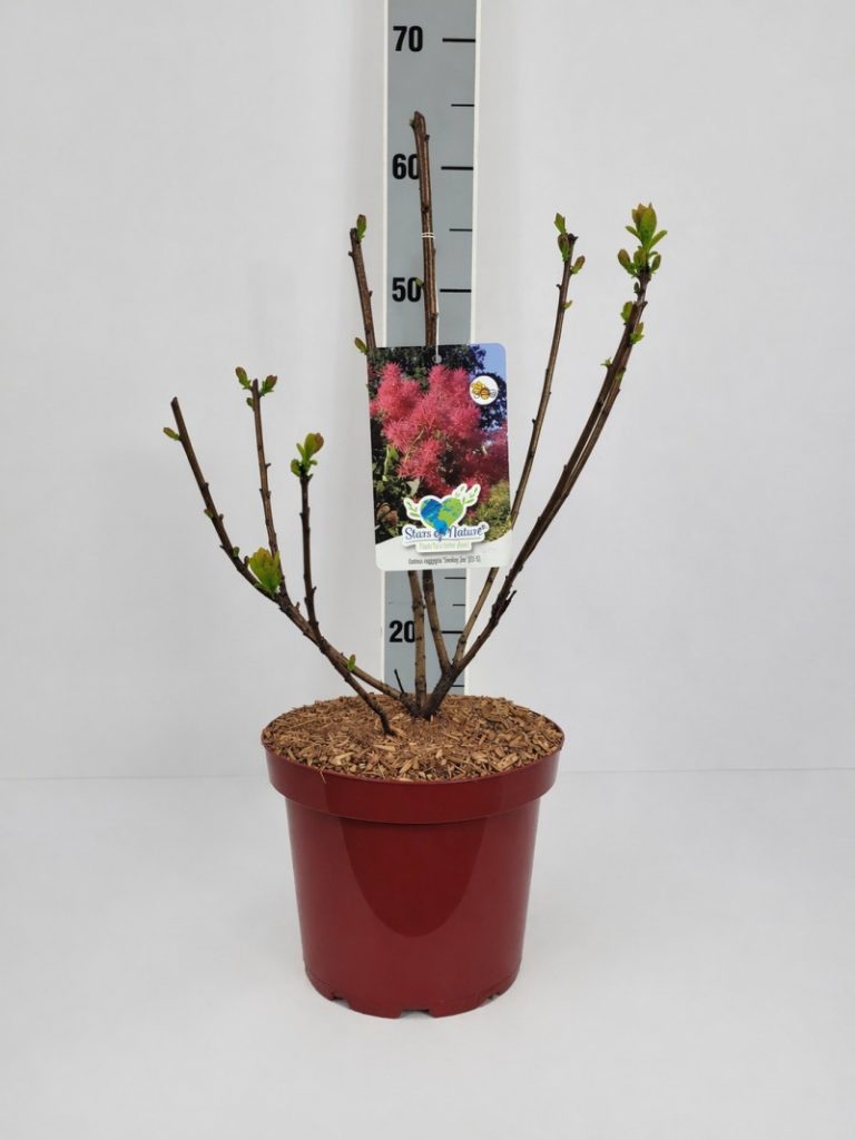 Cotinus coggygria 'Smokey Joe' -R- C 4 40- 60, 250 Stück lieferbar, Beladung 3x18, Highlight: Frischgrüner neuer Austrieb, Smokey Joe bildet im Sommer purpurfarbene perrückenartige Püschel aus!