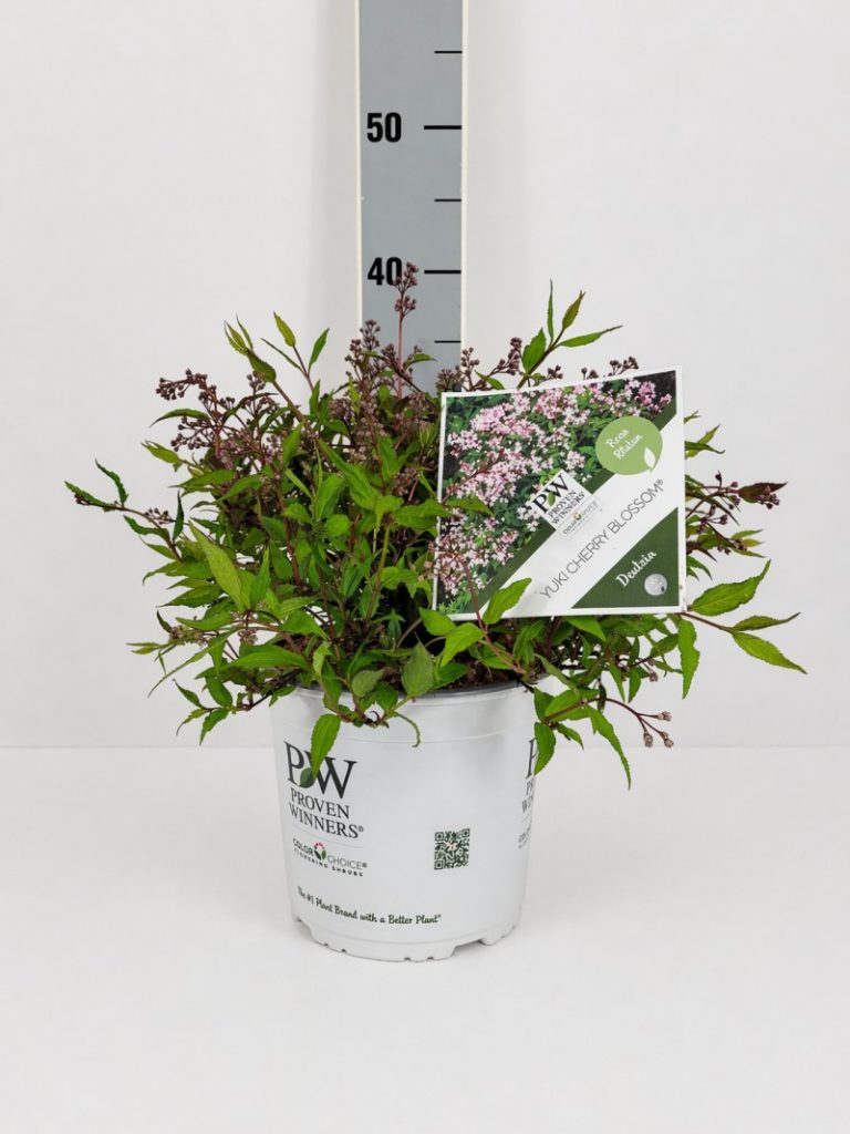 Deutzia ros. 'Yuki Cherry Blossom' R S PW C 3 30- 40, 150 Stück lieferbar, Beladung 4x21, Highlight: Zwerg-Deutzie, bald interessant weißrosa-gestreift blühend!