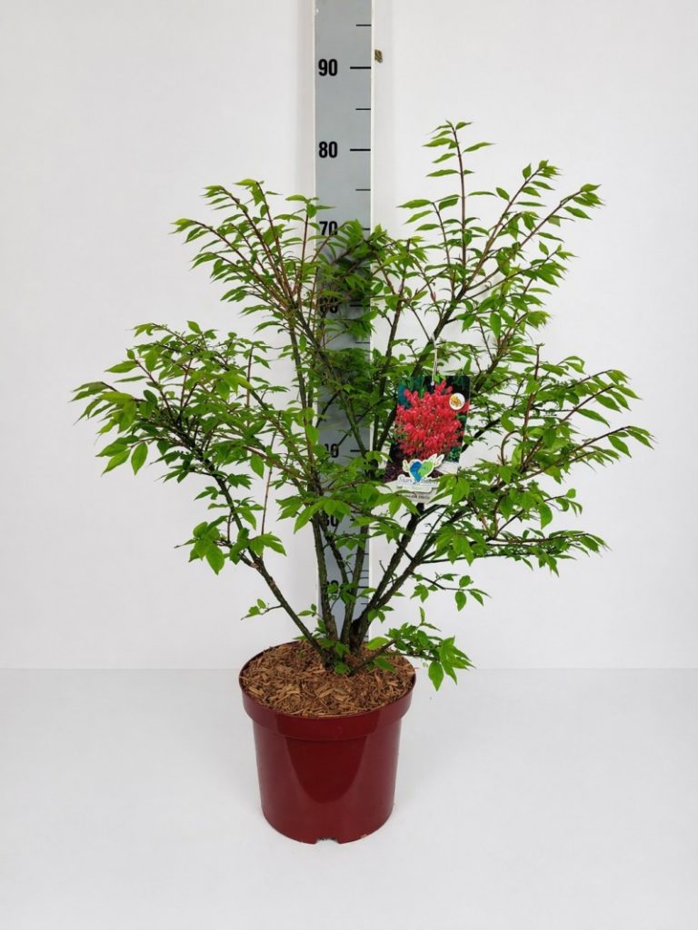 Euonymus alatus 'Compactus' C 4 30- 40, 290 Stück lieferbar, Beladung 3x18, Highlight: Frischgrünes, neues Laub, sehr buschige und schöne Ware! Eleganter runder + kompakter Laubstrauch, im Herbst feuerrote Herbstfärbung!