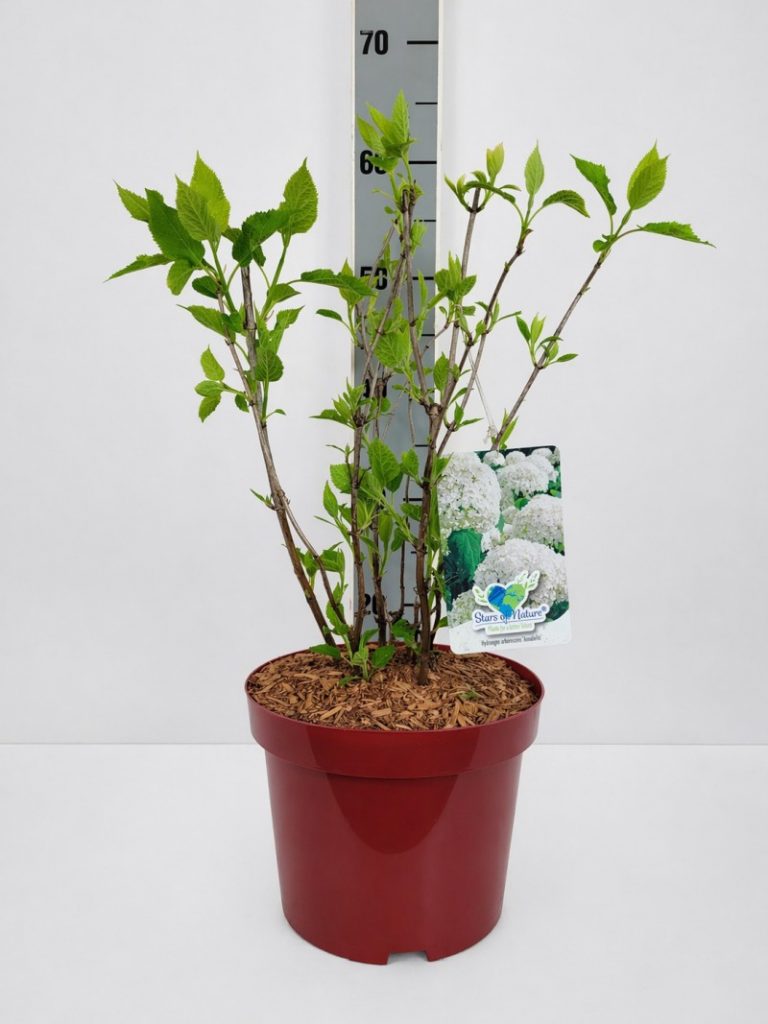 Hydrangea arb. 'Annabelle' C 5 40- 60, 100 Stück lieferbar, Beladung 3x17, Highlight: Der Klassiker - die Schneeballhortensie - jetzt mit frischem Laub, buschige Ware!