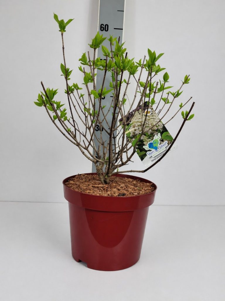 Hydrangea panic. 'Baby Lace' -S- C 5 40- 60, 200 Stück lieferbar, Beladung 3x17, Highlight: Rispenhortensie Baby Lace mit neuem Austrieb, im Sommer offene weiße tellerartige Rispenblüte, fertil, Insektenmagnet!