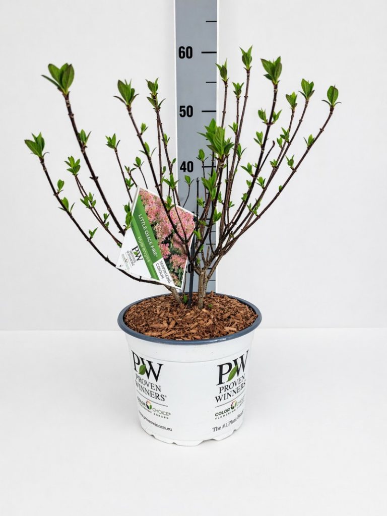 Hydrangea pan. 'Little Quick Fire' R S PW C 5 40- 60, 200 Stück lieferbar, Beladung 3x17, Highlight: Rispenhortensie aus dem Proven Winners Sortiment, jetzt mit frischem Neuaustrieb!