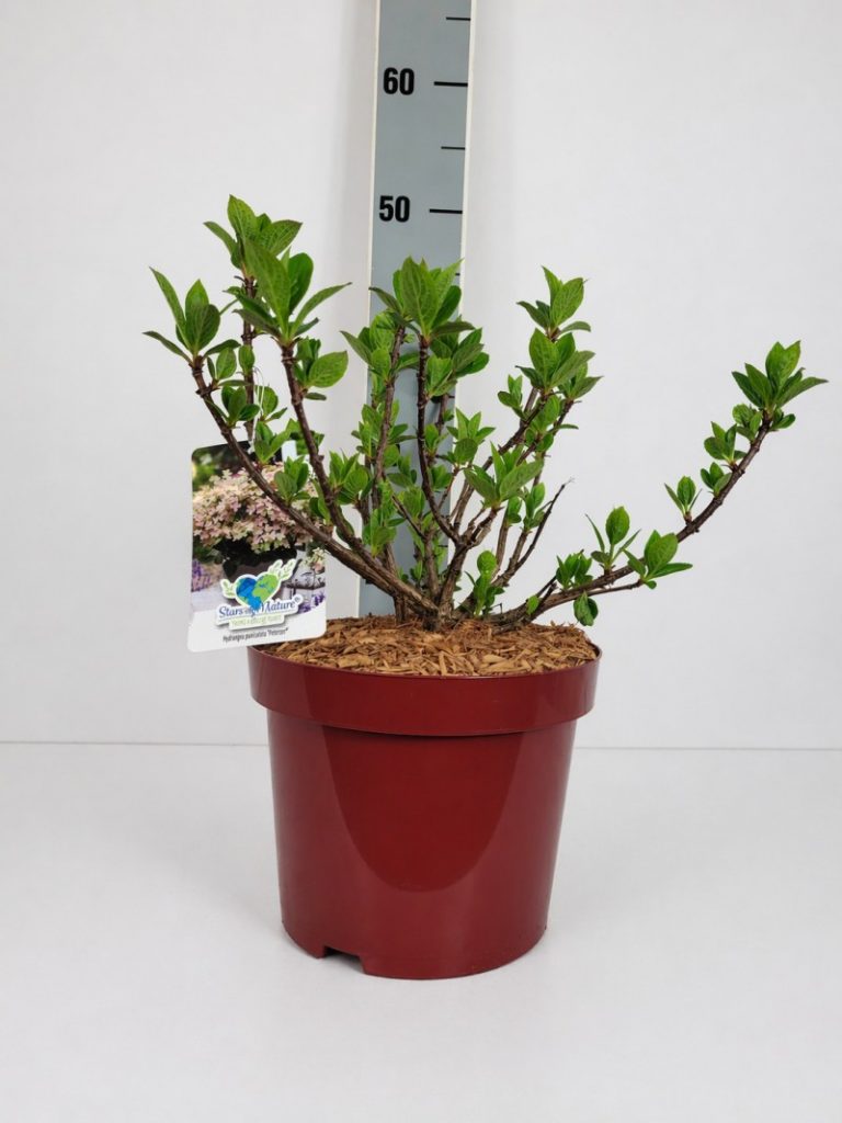 Hydrangea panic. 'Polestar' -R- C 5 30- 40, 200 Stück lieferbar, Beladung 3x17, Highlight: Sehr kompakte Rispenhortensie, jetzt mit neuem Laub. Eine der frühesten Blühsorten, Blüten färben dann den Sommer über durch (Farbwechsel)