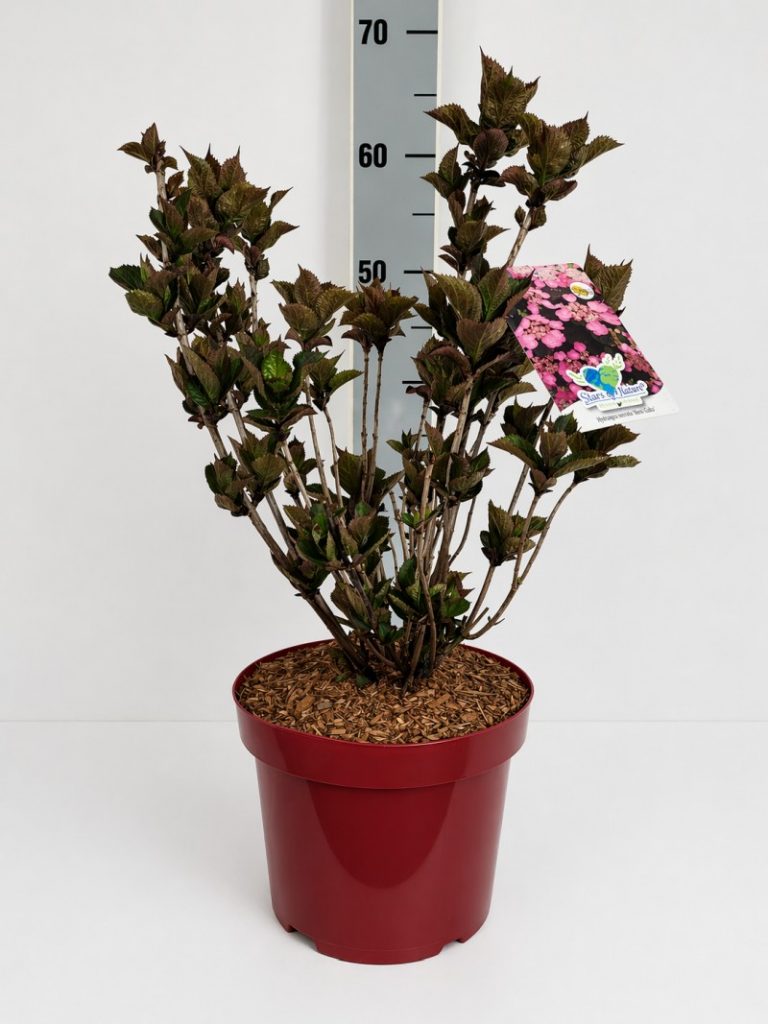 Hydrangea serrata 'Daredevil' -S- C 5 30- 40, 500 Stück lieferbar, Beladung 3x17, Highlight: Japanische Berghortensie mit tief dunkelrotem Laub, später rosarote Tellerblüten