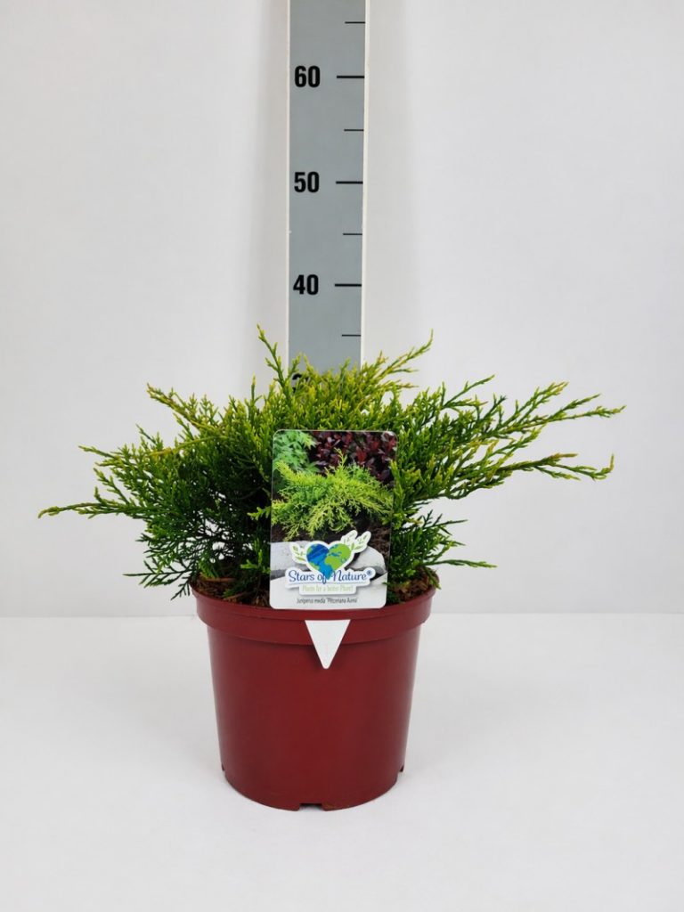 Juniperus media 'Pfitzeriana Aurea' C 3 breit 30- 40, 500 Stück lieferbar, Beladung 5x21, Highlight: Neu bei Helmers - werden gerade fertig - frisch grüngelb-leuchtende Benadlung