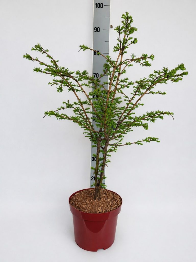 Metasequoia glyptostroboides 'Chubby' C 5 40- 60, 300 Stück lieferbar, Beladung 2x17, Highlight: Jetzt mit frischem Austrieb, kompakt im Einzelstand oder als Hecke auch sehr gut geeignet