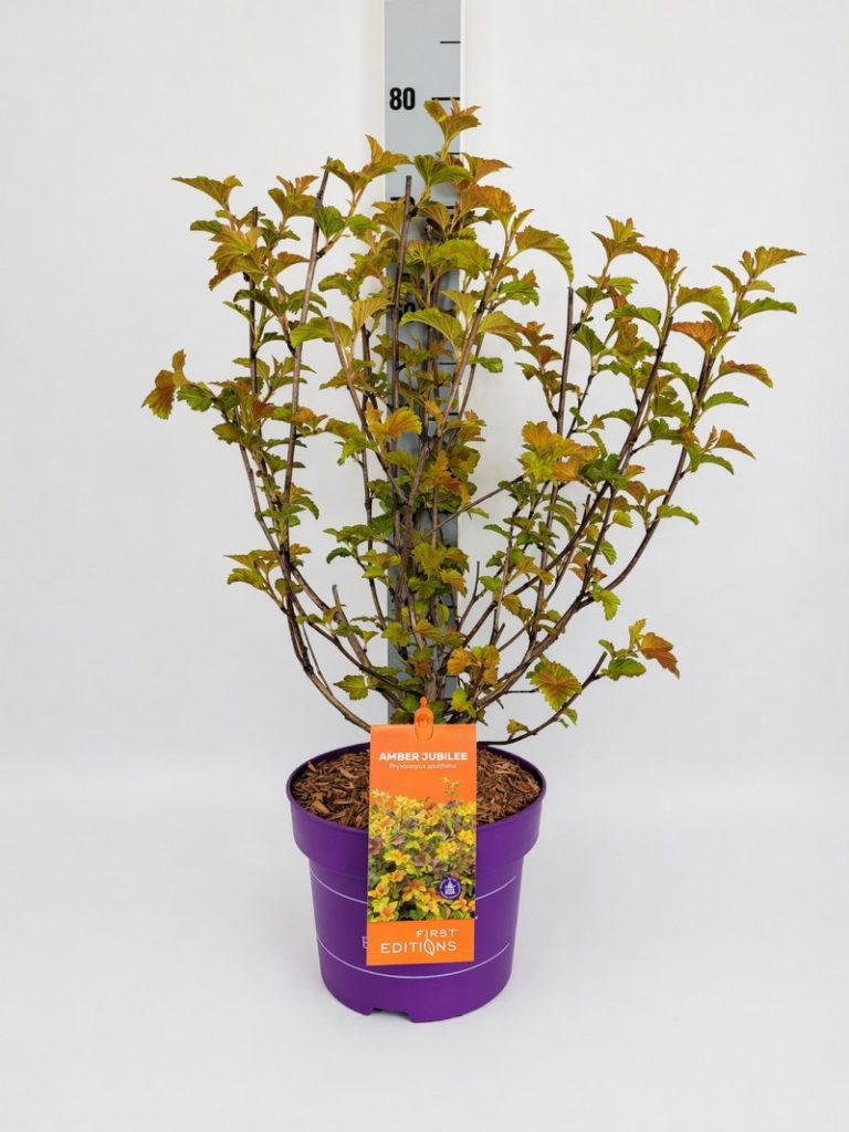 Physocarpus opulifolius 'Amber Jubilee' - C 5 40- 60, 170 Stück lieferbar, Beladung 2x17, Highlight: Fasanenspiere jetzt mit orangefarbenem Austrieb!