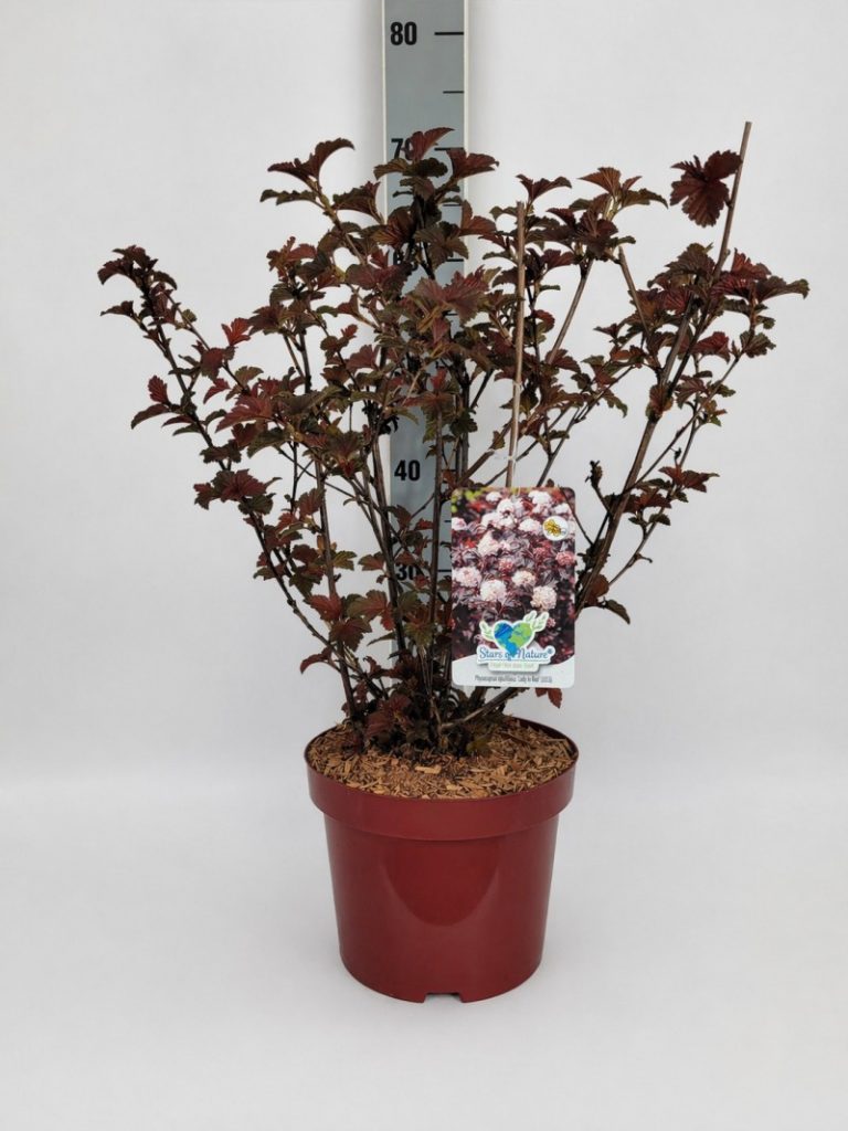 Physocarpus opulifolius 'Lady in Red' -R- C 5 60- 80, 85 Stück lieferbar, Beladung 2x17, Highlight: Mit neuem, rotem Laub, buschige Pflanzen, 1A!