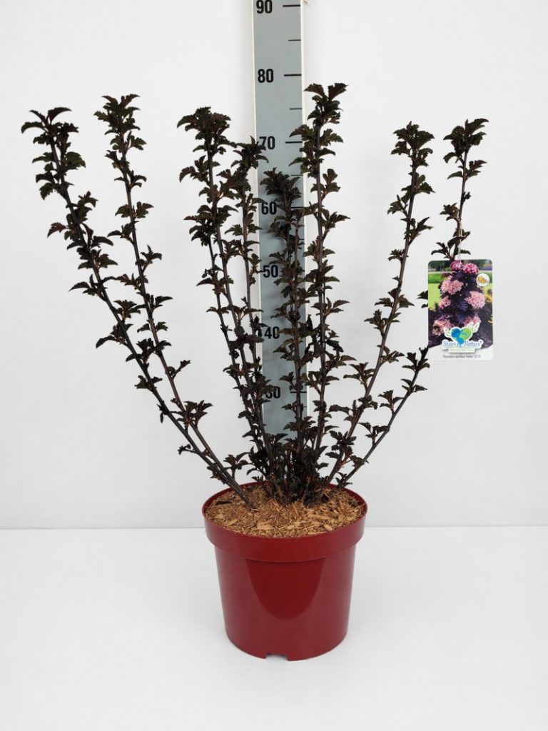 Physocarpus opulifolius 'Panther' -R- C 5 40- 60, 600 Stück lieferbar, Beladung 3x17, Highlight: Kompaktbuschiger Wuchs, jetzt mit neuem tief dunkelrotem Laub, fast schwarzrot!