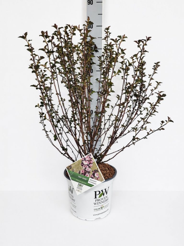 Physocarpus opu. 'Tiny Wine' -R- PW C 5 40- 60, 250 Stück lieferbar, Beladung 2x17, Highlight: Mit neuem, kleinen weinrotem Laub, buschig, starke Ware!
