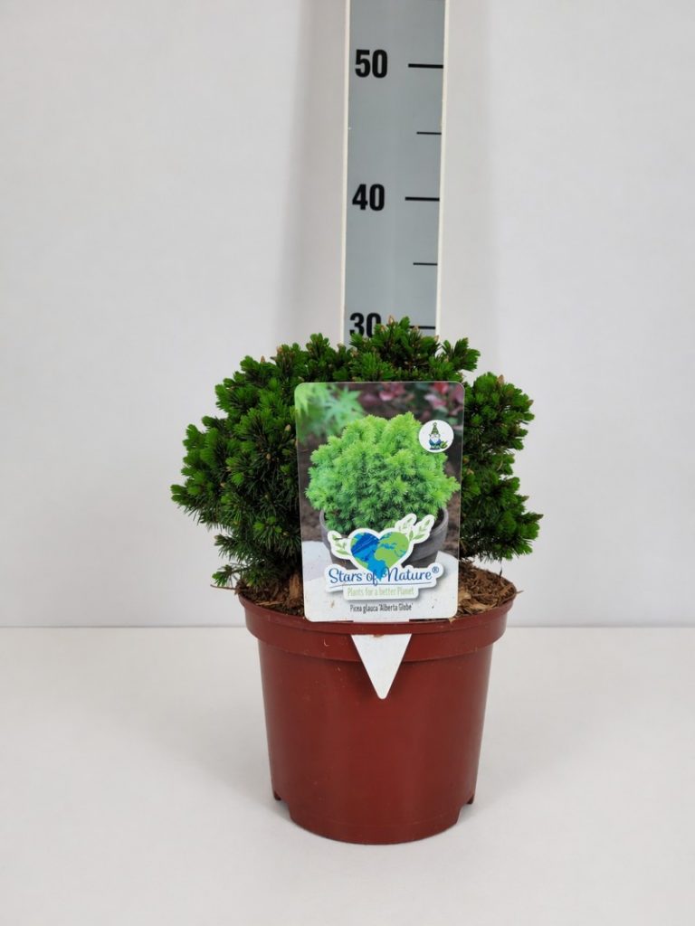 Picea glauca 'Alberta Globe' C 2 15- 20, 300 Stück lieferbar, Beladung 6x30, Highlight: Zwerkugelfichte, jetzt mit frischgrünen neuen Nadeln!
