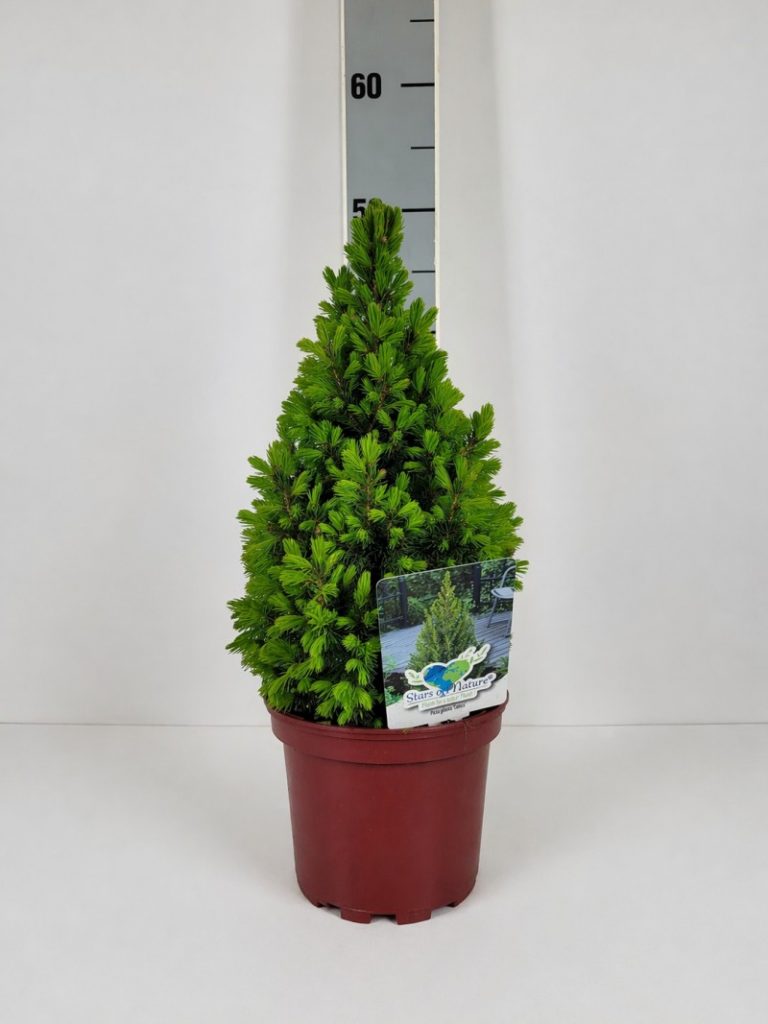 Picea glauca 'Conica' C 2 20- 30, 1000 Stück lieferbar, Beladung 5x30, Highlight: Die Zuckerhutfichte, jetzt mit neongrünem Neuaustrieb, Blüte der Conica! Schöne kegelförmige Pflanzen, 1A!
Picea glauca 'Conica' C 2 20- 30, 1000 Stück lieferbar, Beladung 5x30, Highlight: Die Zuckerhutfichte, jetzt mit neongrünem Neuaustrieb, Blüte der Conica! Schöne kegelförmige Pflanzen, 1A!