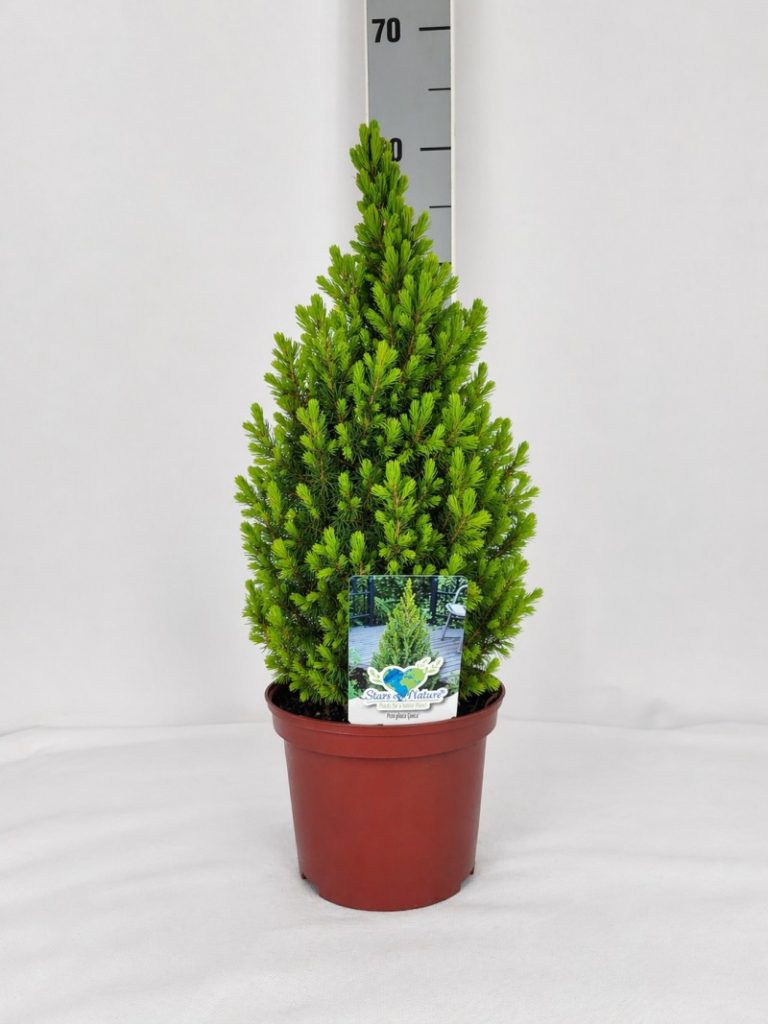 Picea glauca 'Conica' C 3 30- 40, 3000 Stück lieferbar, Beladung 3x21, Highlight: Die Zuckerhutfichte, jetzt mit neongrünem Neuaustrieb, Blüte der Conica! Schöne kegelförmige Pflanzen, 1A!