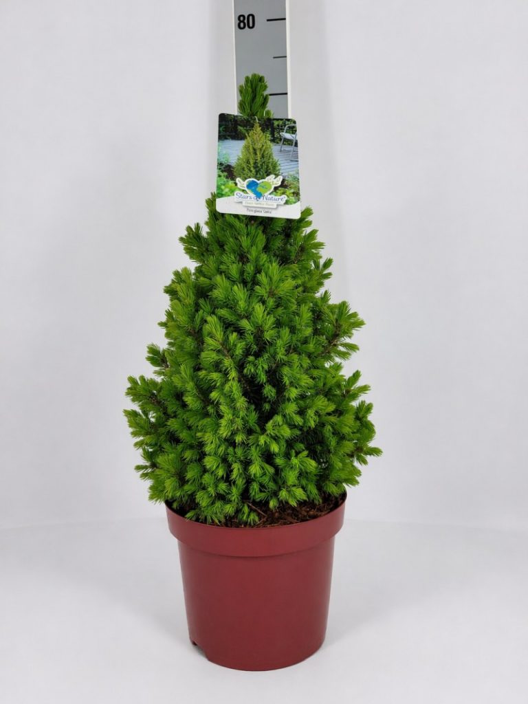 Picea glauca 'Conica' C 5 40- 50, 1000 Stück lieferbar, Beladung 3x17, Highlight: Die Zuckerhutfichte, jetzt mit neongrünem Neuaustrieb, Blüte der Conica! Schöne kegelförmige Pflanzen, 1A!