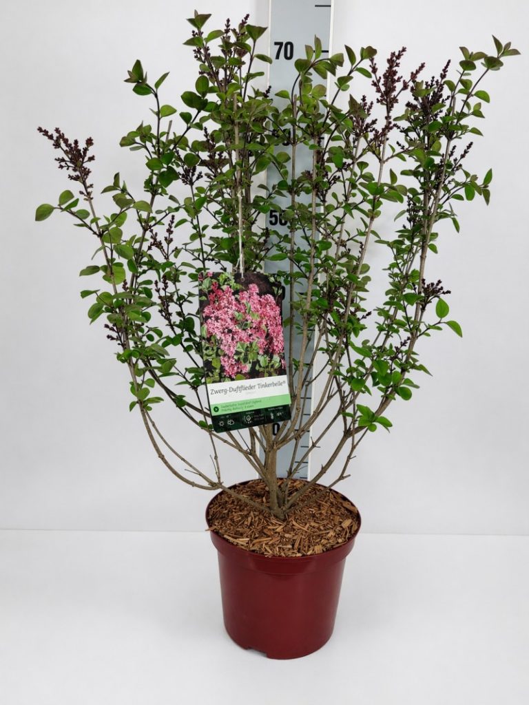Syringa 'Tinkerbelle' -R- C 3 30- 40, 200 Stück lieferbar, Beladung 3x21, Highlight: Zwergflieder Tinkerbelle, bald blühend. Knospe weinrot, Blüte dann dunkelrosa. Die Blüte duftet intensiv!