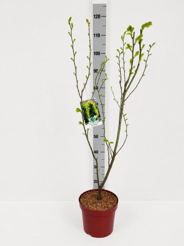Ulmus carpinifolia 'Wredei' C 5 60- 80, 300 Stück lieferbar, Beladung 2x17, Highlight: Veredelte Goldulmen, jetzt mit frischem, leuchtend goldgelbem Neuaustrieb! Schmaler Leuchtturm, ideal z.B. im Vorgarten!