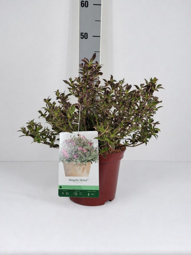 Weigela florida 'Monet' -R- -S- C 3 30- 40, 300 Stück lieferbar, Beladung 4x21, Highlight: Zwerg-Weigelie mit bunt panaschiertem Laub, bald blühend!