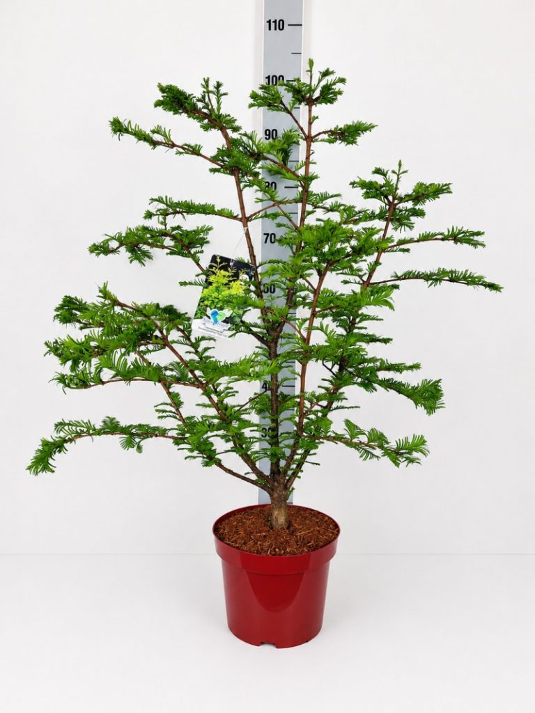 Metasequoia glyptostroboides 'Chubby' C 5 40- 60, 200 Stück lieferbar, Beladung 2x17, Highlight: mit neuer, frischer Benadlung