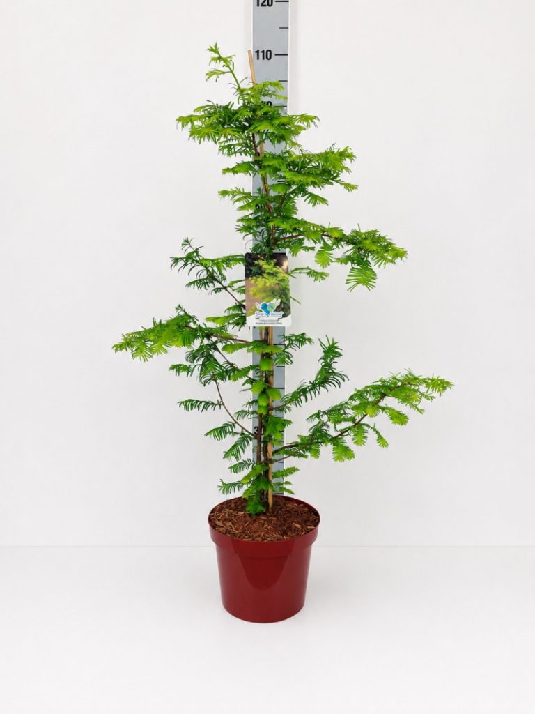 Metasequoia glyptostroboides 'Gold Rush' C 5 40- 60, 50 Stück lieferbar, Beladung 2x17, Highlight: mit neuer, federartiger, goldiggrüner Benadlung