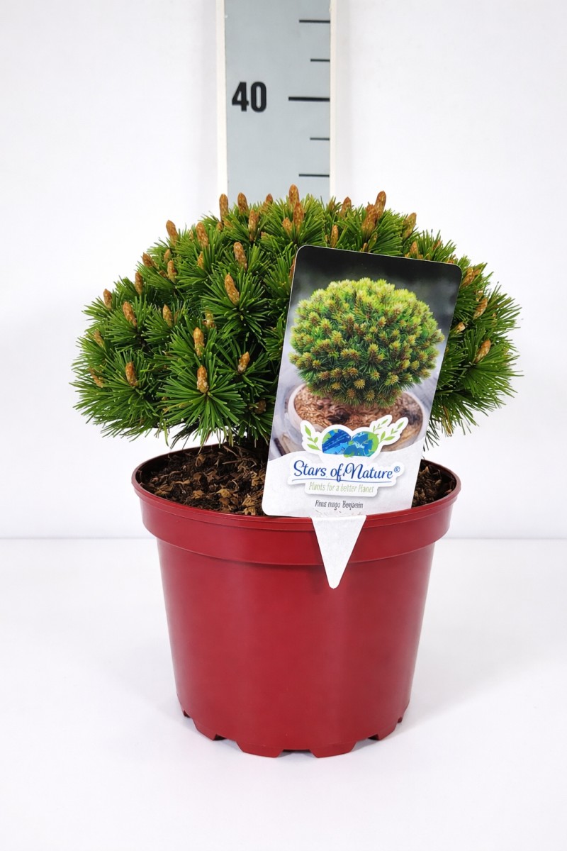 Pinus mugo 'Benjamin' C 3 (CC-Preis = 84 Stück) 20- 25, 400 Stück lieferbar, Beladung 4x21, Highlight: Sehr kompakte, runde Zwergkiefer mit frischgrüner Benadlung!