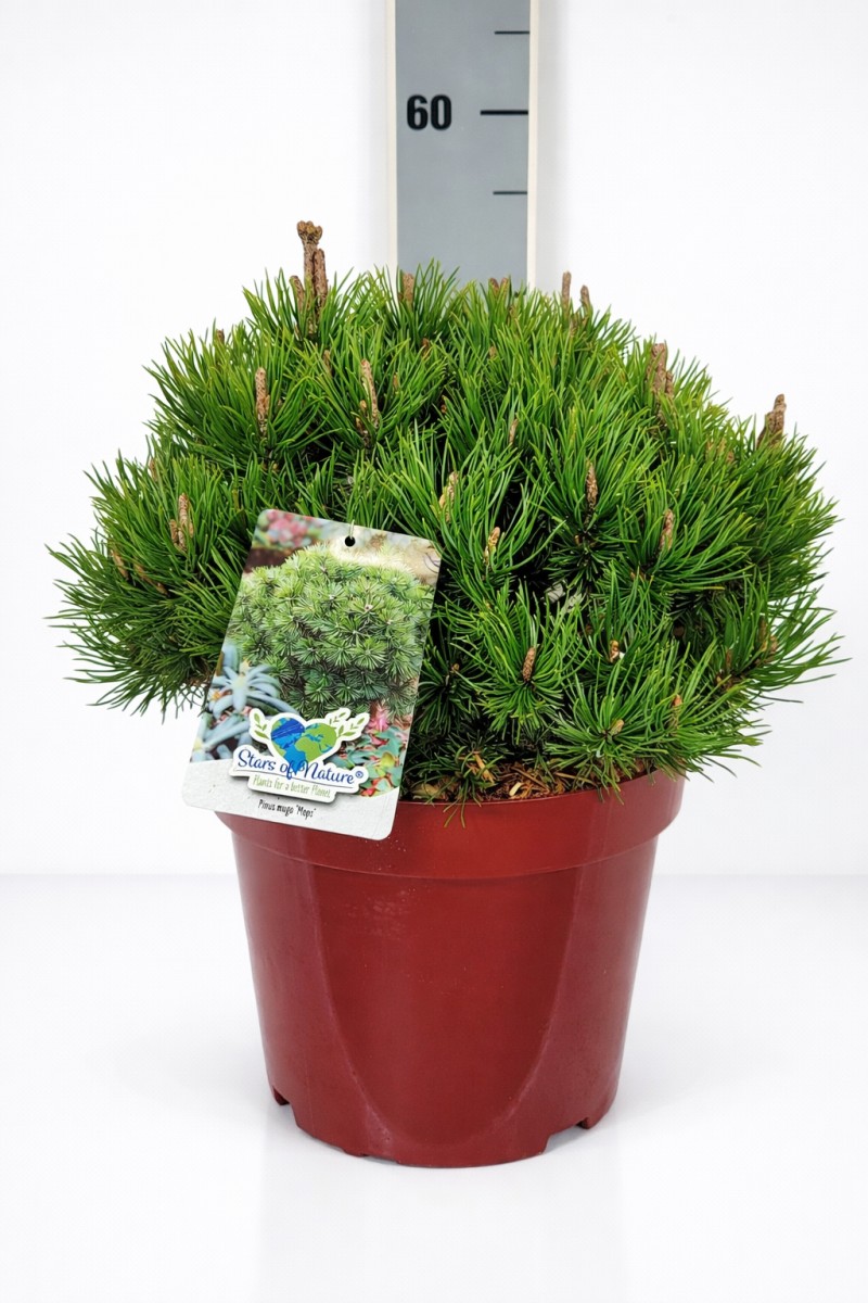 Pinus mugo 'Mops' C 10 (CC-Preis = 30 Stück) 30- 40, 400 Stück lieferbar, Beladung 3x10, Highlight: Der Klassiker unter den veredelten, runden Kiefern - die Mopskiefer! Tief dunkelgrüne Benadlung!