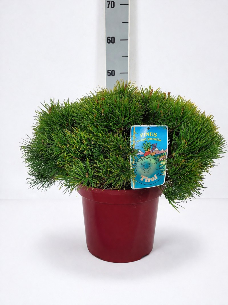 Pinus mugo pumilio Typ Tirol C 7,5 (CC-Preis = 48 Stück) 30- 40, 200 Stück lieferbar, Beladung 4x12, Highlight: Kissenförmige, flach wachsende Zwerkiefer - natürliche Heimat in den europäischen Alpen!