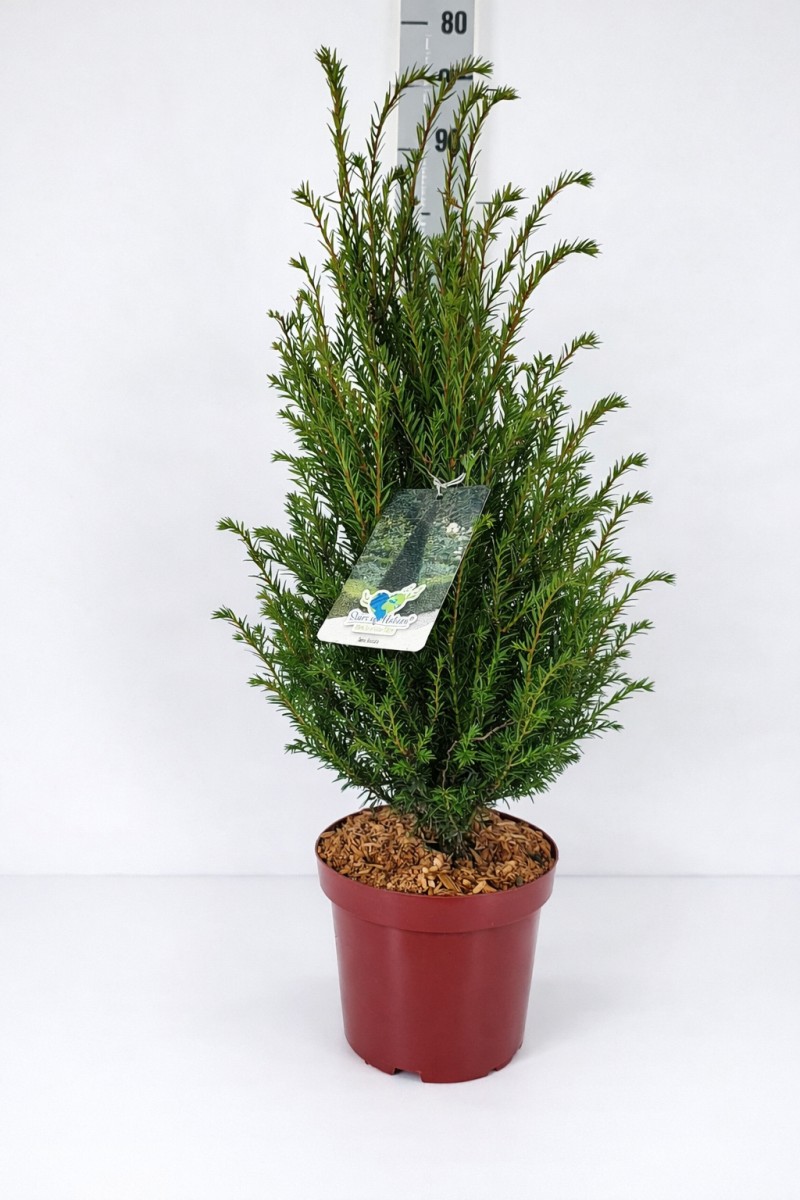 Taxus baccata C 5 (CC-Preis = 51 Stück) 30- 40, 1500 Stück lieferbar, Beladung 3x17, Highlight: Buschige Heckeneiben!
