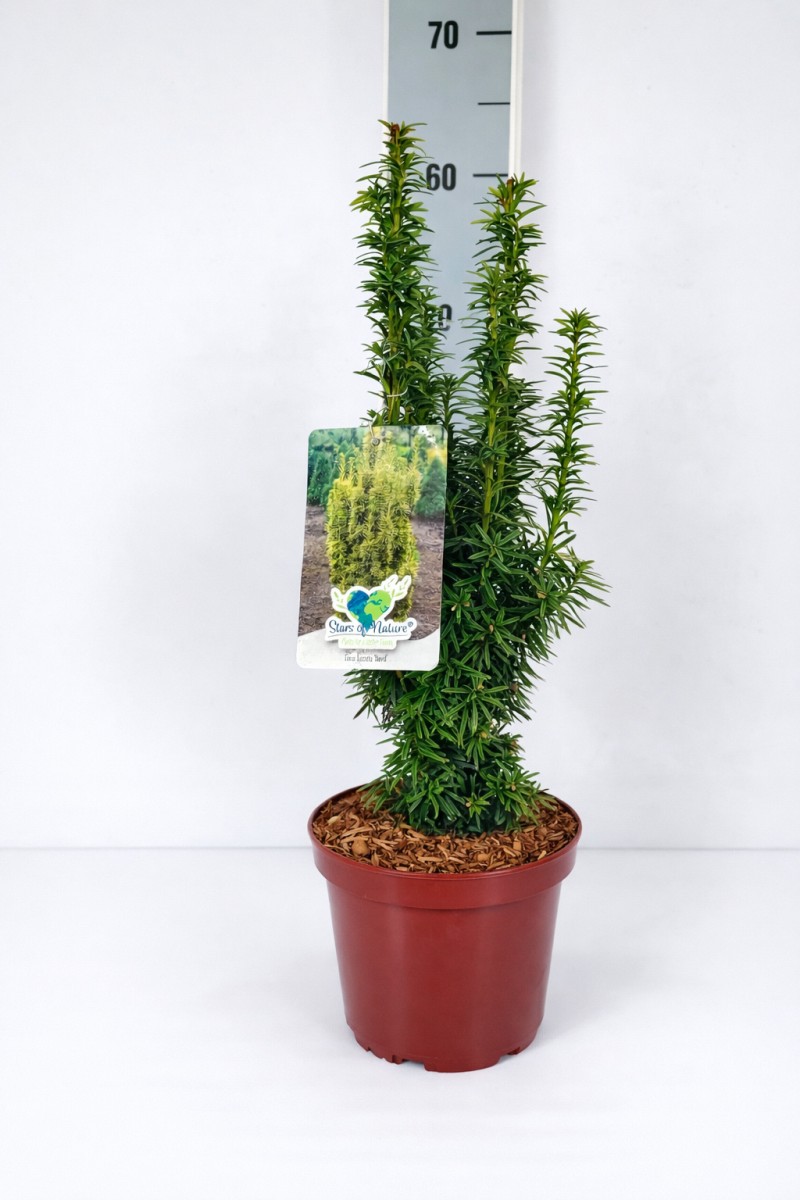 Taxus baccata 'David' C 3 (CC-Preis = 63 Stück) 25- 30, 300 Stück lieferbar, Beladung 3x21, Highlight: Gelbe Säuleneiben!
