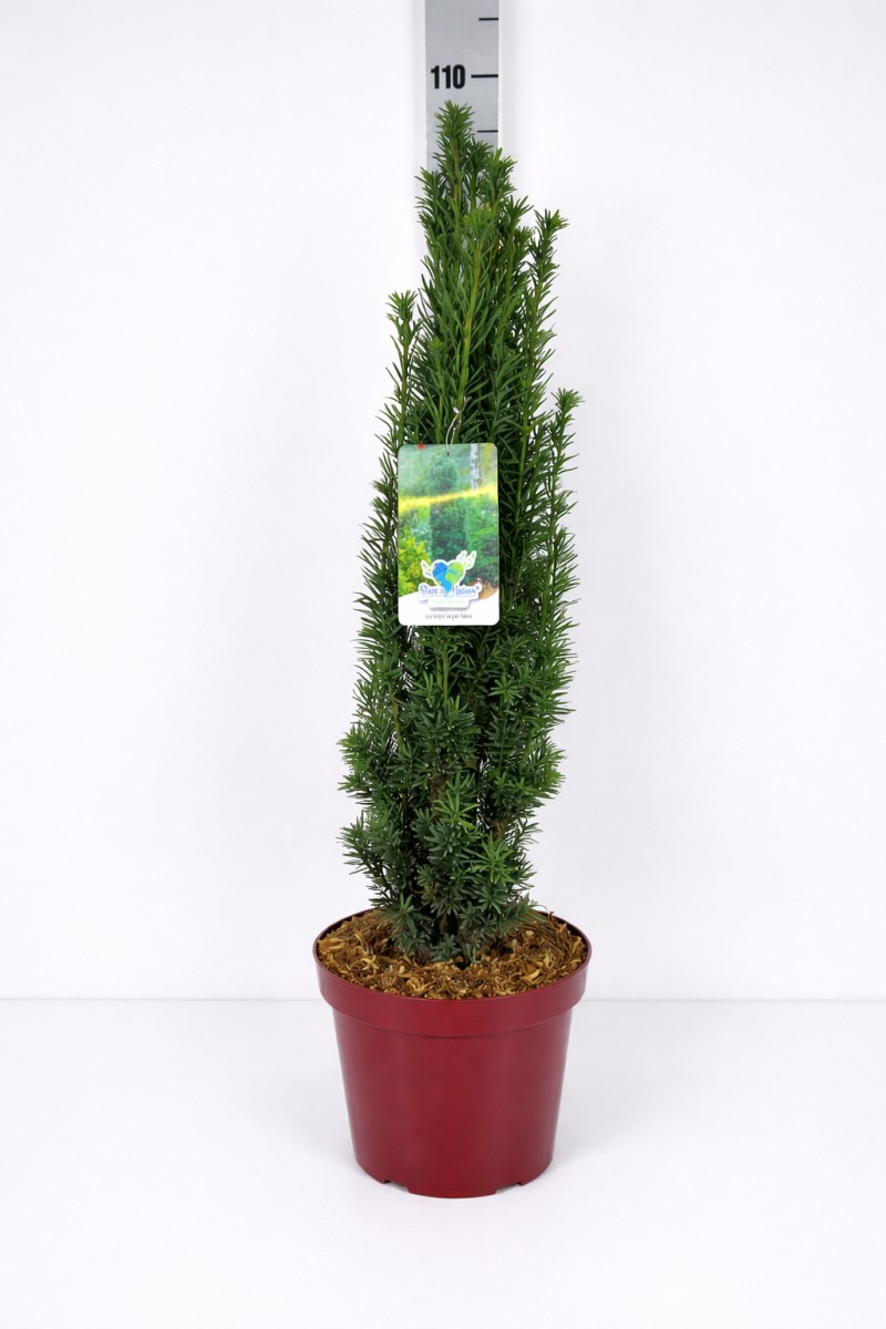 Taxus baccata 'Fastigiata Robusta' C 7,5 (CC-Preis = 24 Stück) 50- 60, 2000 Stück lieferbar, Beladung 2x12, Highlight: Tief dunkelgrüne Säuleneiben!