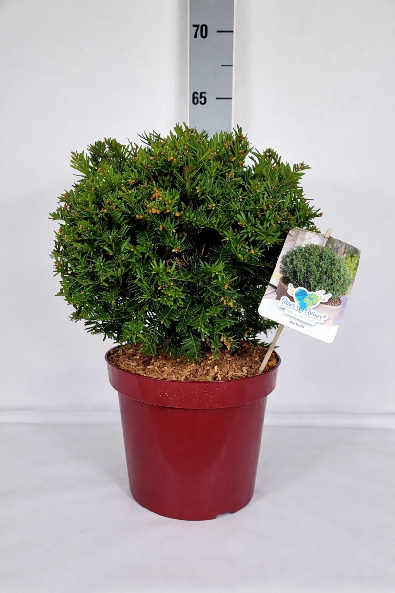 Taxus baccata 'Typ Tschechien' Kugel C7,5 CC-Preis=36 Stück 25- 30, 400 Stück lieferbar, Beladung 3x12, Highlight: Tschechische Auslese von Taxus baccata - in Kugelform geschnitten!