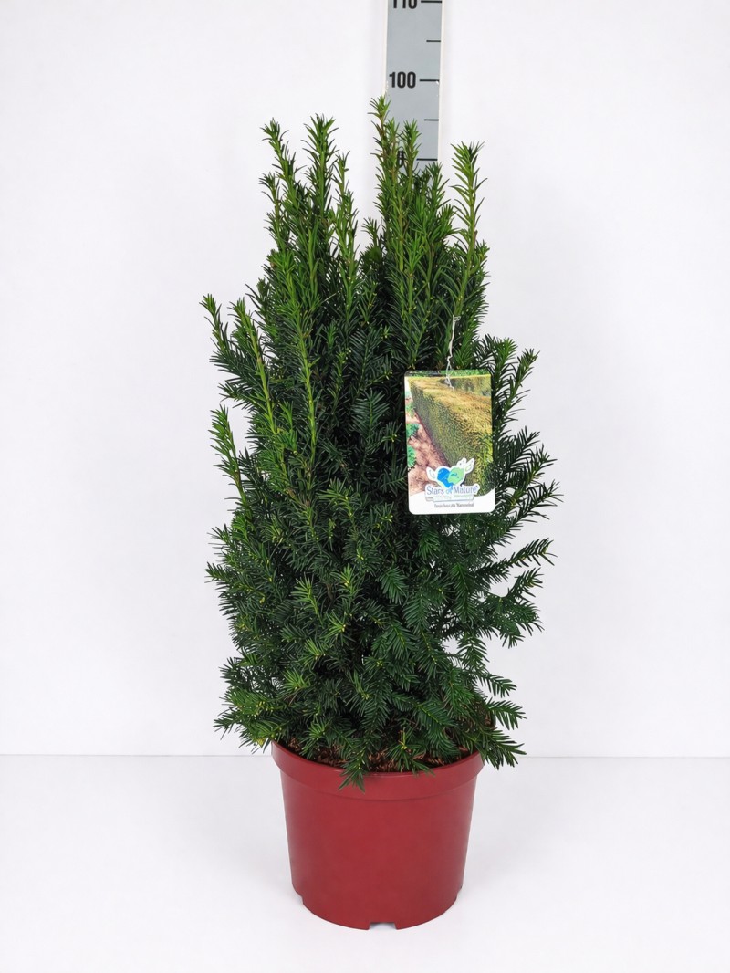 Taxus baccata 'Westerstede' C 10 (CC-Preis = 20 Stück) 60- 70, 500 Stück lieferbar, Beladung 2x10, Highlight: Die buschig-aufrechte Heckeneibe Westerstede!