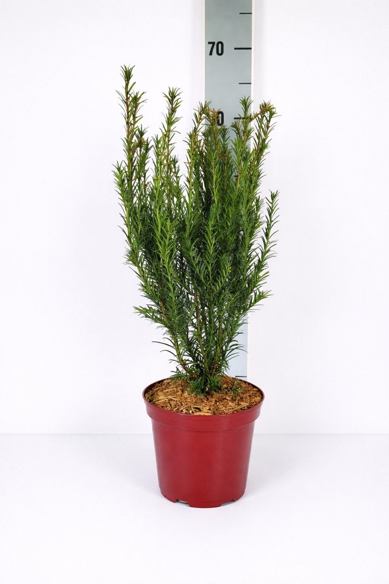 Taxus m. 'Groenland' artificial propagated C 3 30- 40, 300 Stück lieferbar, Beladung 3x21, Highlight: Sehr winterharte Eibe Groenland - top für Hecken und für sehr winterkalte Standorte (Winterhärte immer ausgepflanzt bei Eiben, im Topf empfindlicher)