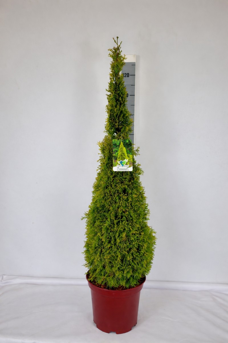 Thuja occidentalis 'Golden Smaragd'  -R- C 10 (CC-Preis = 20 Stück) 80-100, 200 Stück lieferbar, Beladung 2x10, Highlight: Kegelig geschnittener Lebensbaum Golden Smaragd!