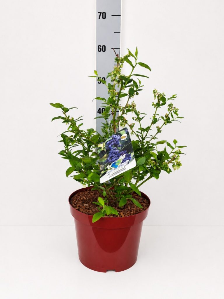 Vaccinium corymb.'Elizabeth' CAC C 5 40- 60, 75 Stück lieferbar, Beladung 3x17, Highlight: mit neuem Laub + Blüten!