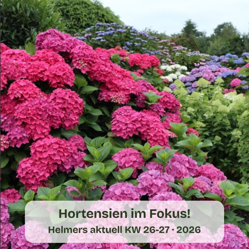 Aktuelle Pflanzen für die Kalenderwochen 26+27 / 2026