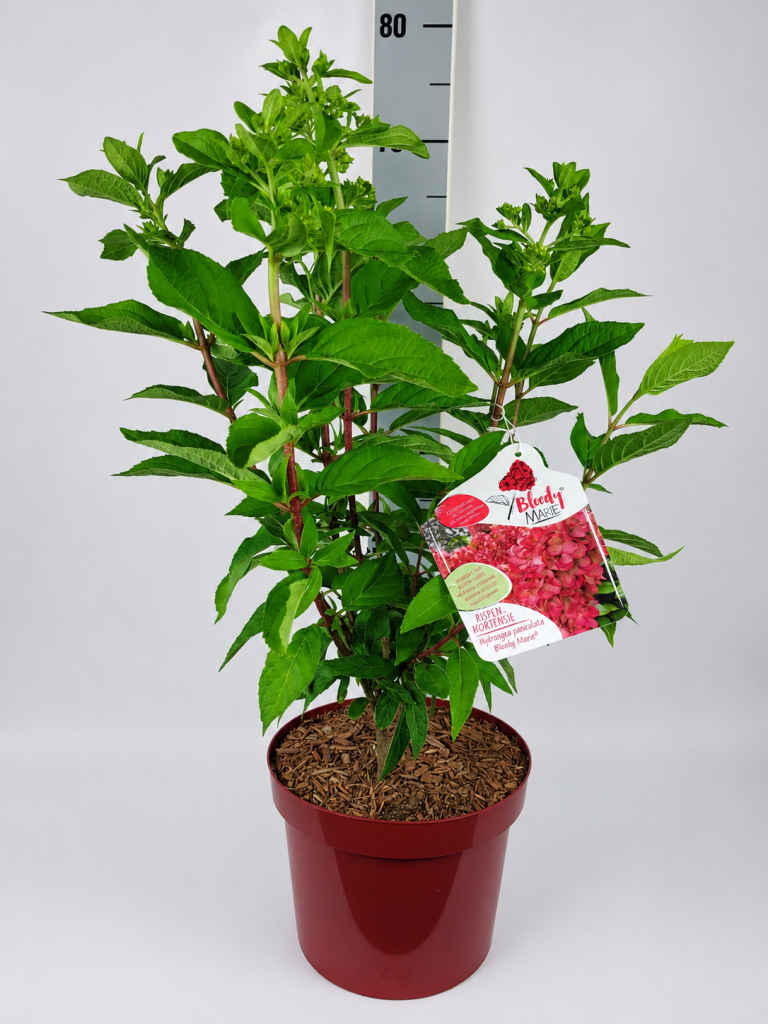 Hydrangea panic. 'Bloody Marie'  -R- C 5 40- 60, 400 Stück lieferbar, Beladung 3x17, Highlight: Rispenhortensie mit sehr großen Blüten, im Aufblühen cremeweiß, über den Sommer rot verfärbend!
