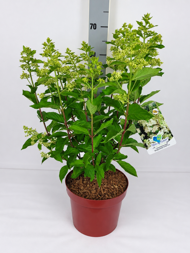 Hydrangea pan. 'Confetti' (S) C 5 40- 60, 400 Stück lieferbar, Beladung 3x17, Highlight: Beginnend farbezeigend, Rispenhortensie mit offenen Blüten, sehr insektenfreundlich
