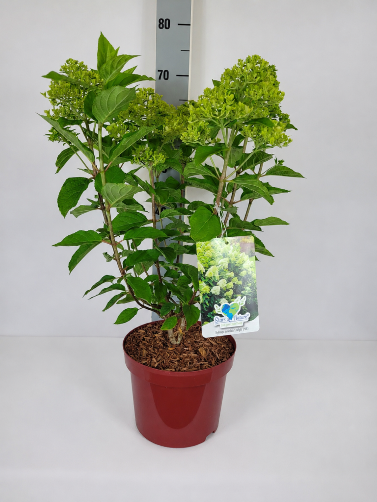 Hydrangea pan. 'Limelight'  -S- C 5 40- 60, 400 Stück lieferbar, Beladung 3x17, Highlight: Der Klassiker, Blüte im Aufblühen grüncreme, später cremeweiß. Robuste und bewährte, sehr blühsichere Sorte.

