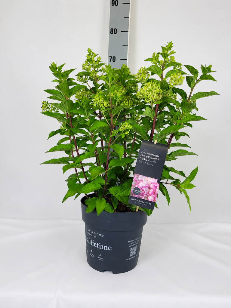 Hydrangea panic. 'Living Colourful Cocktail C 5 40- 60, 400 Stück lieferbar, Beladung 3x17, Highlight: Rispenhortensie mit kräftigen Trieben und großen Blüten, im Aufblühen cremeweiß, über den Sommer rosarot bis dunkelrosa verfärbend!
