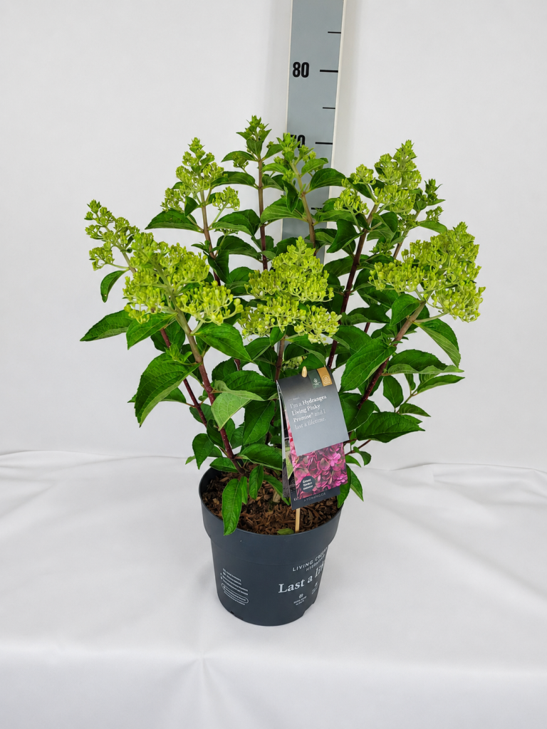 Hydrangea panic. 'Living Pinky Promise'  - C 5 40- 60, 400 Stück lieferbar, Beladung 3x17, Highlight: Rispenhortensie mit kompaktem Wuchs und kräftigen Trieben, im Aufblühen weiß, später über Rosa bis Dunkelrosa verfärbend!
