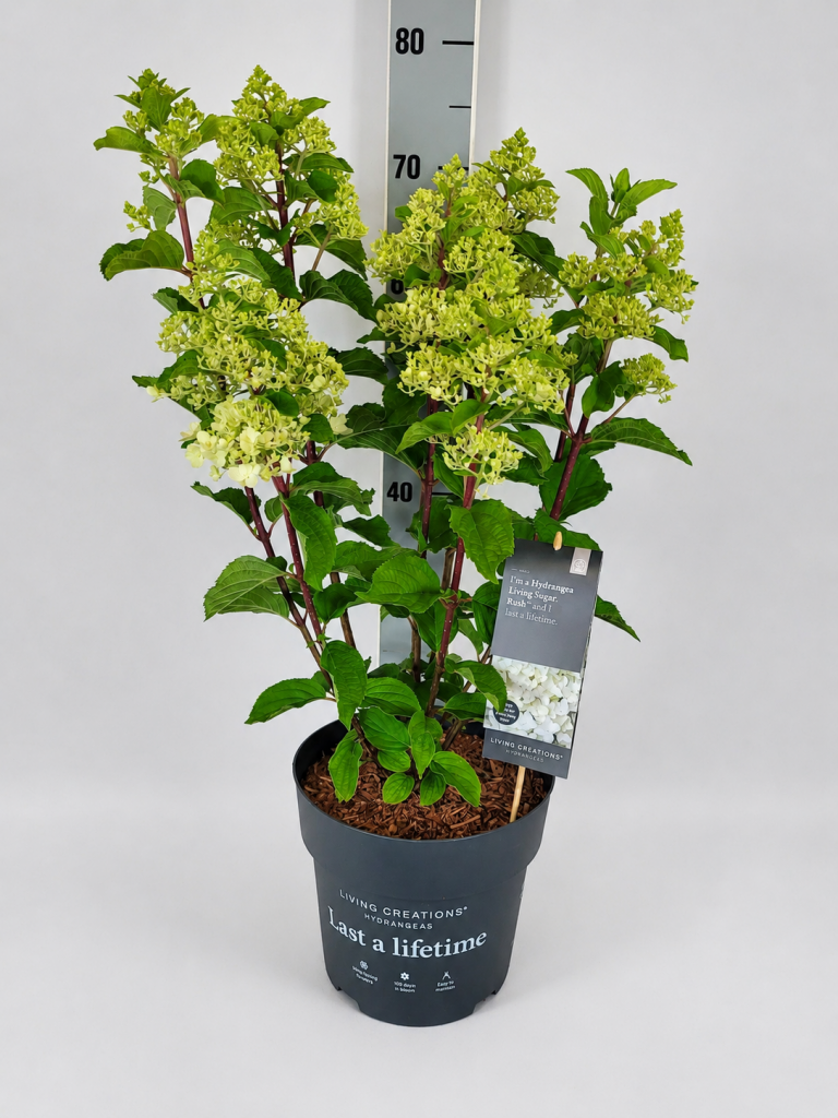 Hydrangea panic. 'Living Sugar Rush'  -R- C 5 40- 60, 400 Stück lieferbar, Beladung 3x17, Highlight: Mittelgroße Rispenhortensie mit stabilen Trieben und weißen Blütenrispen, die ihre helle Farbe über die ganze Saison behalten!
